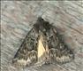 2303 (73.109) Straw Underwing